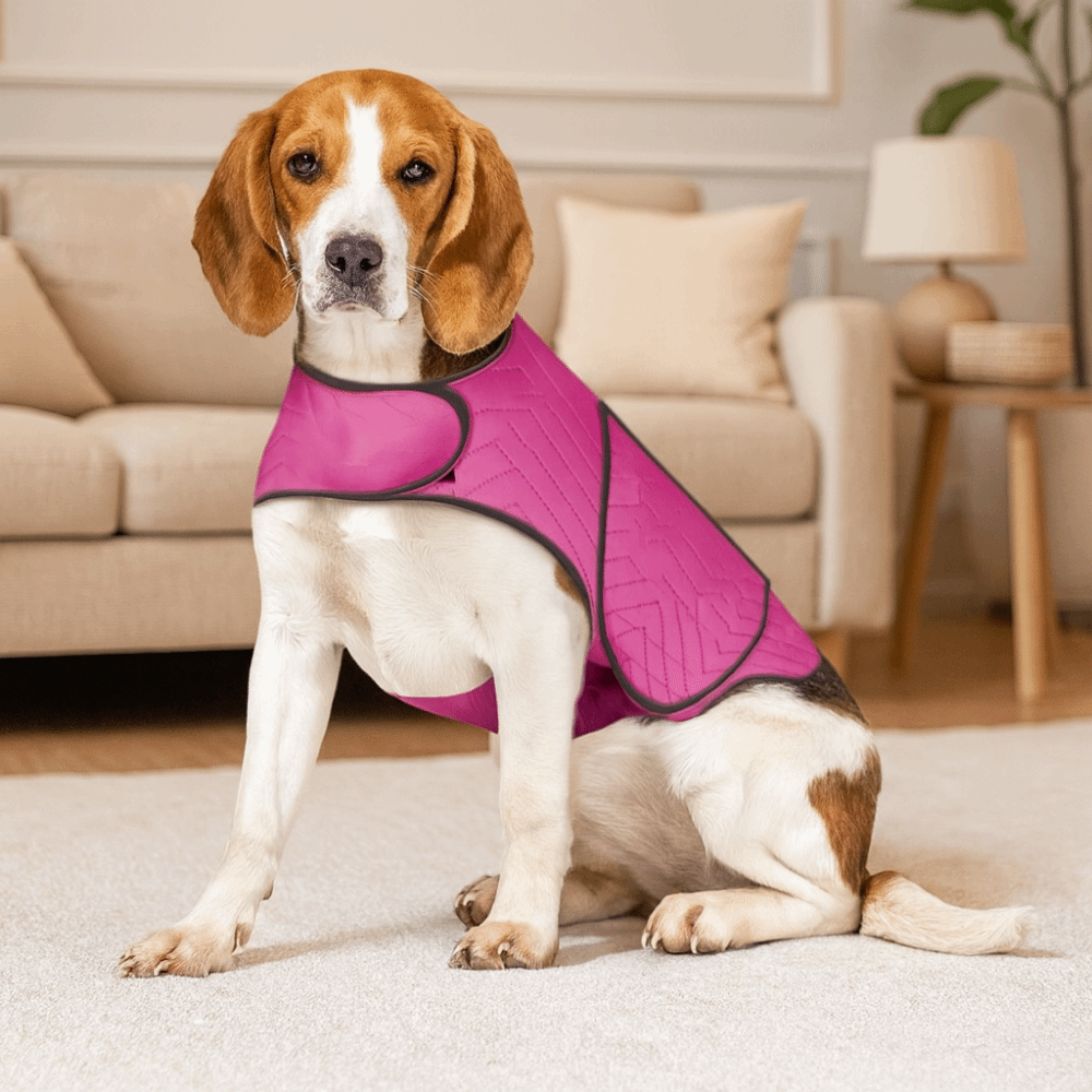 Praktische Elastische Hunde-An – Dog Anxiety Vest Bewertung und Preis